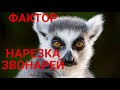 ФАКТОР Нарезка!!! Лемуровна