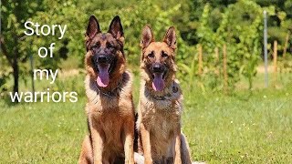 My warriors  || German Shepherds | Oreo | Shampoo | #dog #cute #cutepuppy #germanshepherd #india