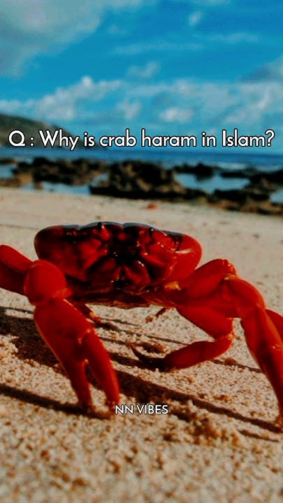 Why Is Crab Haram In Islam Viral youtubeshorts islamicstatus why-is-crab-haram-in-islam-viral-youtubeshorts-islamicstatus