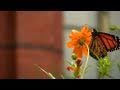Butterfly Gardening and Pest Control Quiz