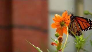 Gardening Tips at the Smithsonian Butterfly Habitat Garden