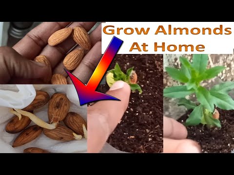 Vídeo: Cultivo de Amêndoas Indianas: Aprenda a Cultivar Amendoeiras Tropicais