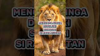 MENGAPA SINGA DIJULUKI SI RAJA HUTAN