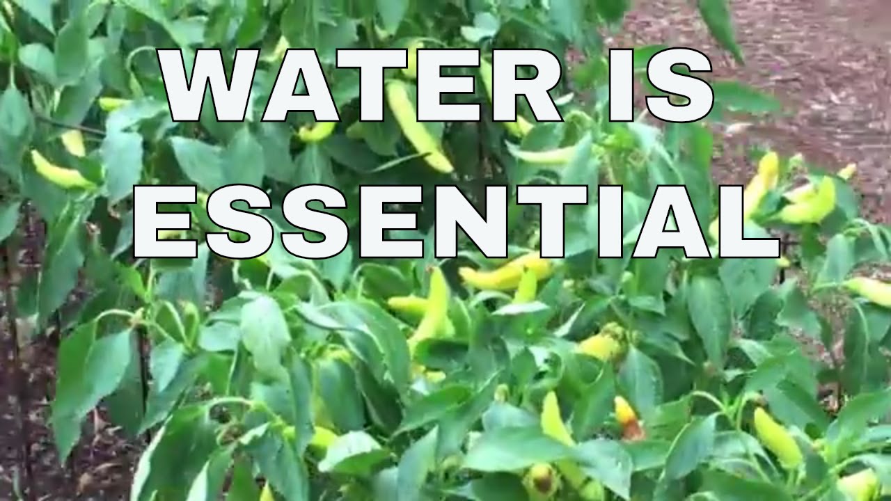 GARDEN IRRIGATION IDEAS - YouTube