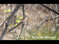 Indian silverbill Birds Eating Grass Seeds at Anandvan Pune