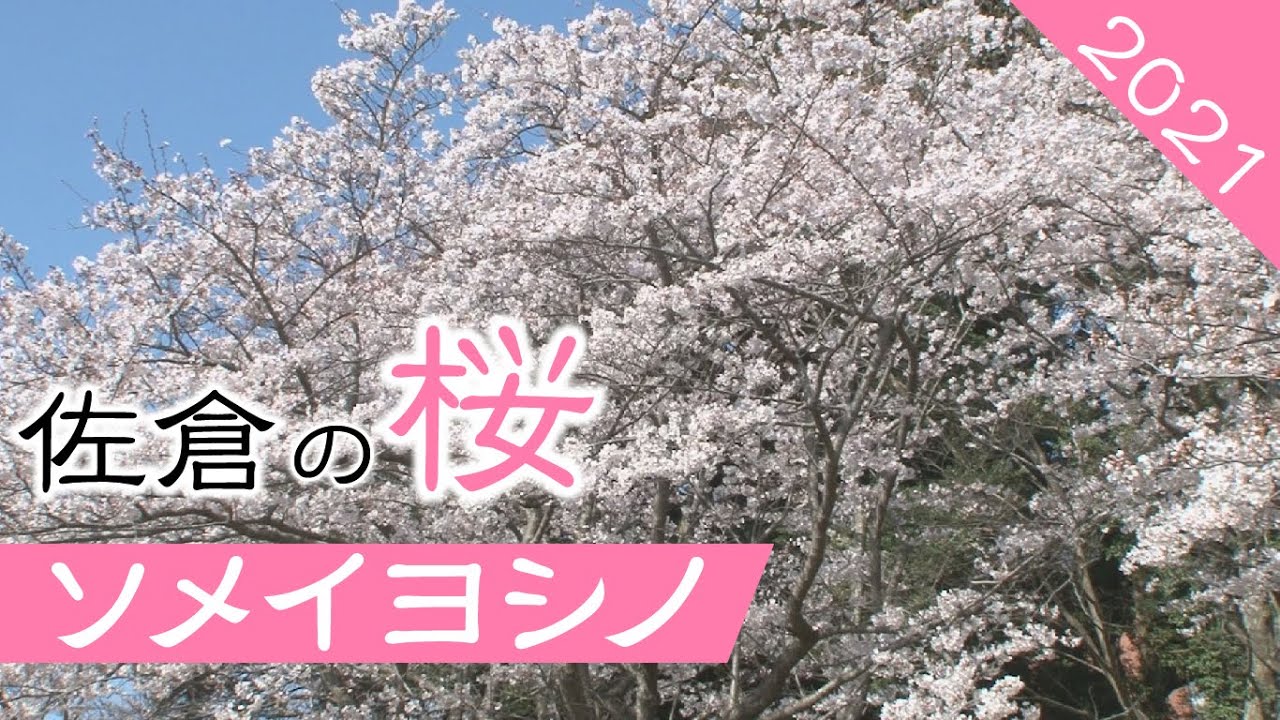 バラの便り 佐倉草ぶえの丘バラ園 05 25 佐倉市 Youtube