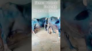 Farm House Raja Allah Ditta Of Narali Gujjar Khan