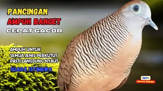 Perkutut Lokal Gacor Ampuh Untuk Pancingan Semua Burung Perkutut Agar Cepat Bunyi  Zebra Dove Z92