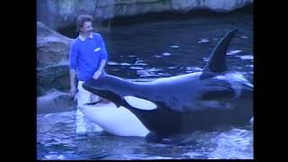 The last of the Killer Whale Shows at the Vancouver Aquarium