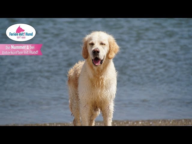 Traumhafter Urlaub Nordsee mit Hund: Tipps und Infos 3 sddefault