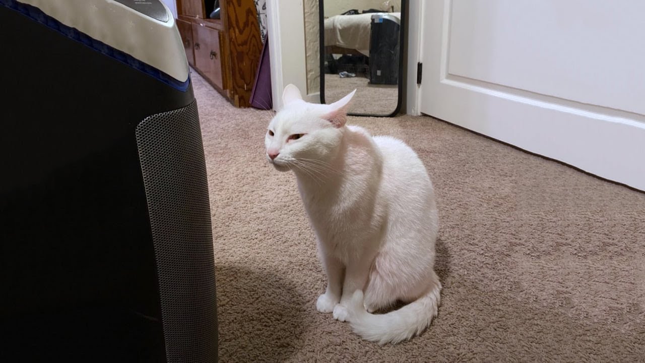 The Funniest Cat Videos 🐱 Try Not To Laugh Part 76