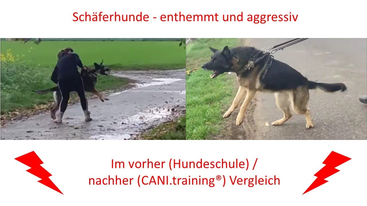 Hundeerziehung - Schäferhunde enthemmt und aggressiv #hundeerziehung #hundetraining #schäferhund