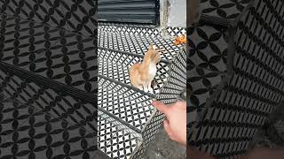 Zibidi #cat #cats #funny #cute #catshorts #turkishcat #kitten #animals #kediler