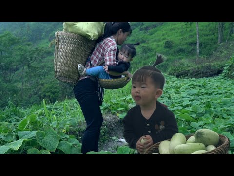 Pick giant cucumbers to sell, repair the farm destroyed by the wind