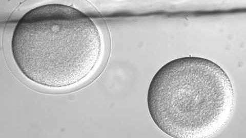 Sea urchin fertilization
