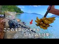 「面白い釣りエサ」バナナに群がる砂浜の大物たち。