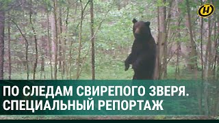 К медведю в берлогу БЕЗ ОРУЖИЯ?! Катастрофические последствия от встреч людей с дикими животными