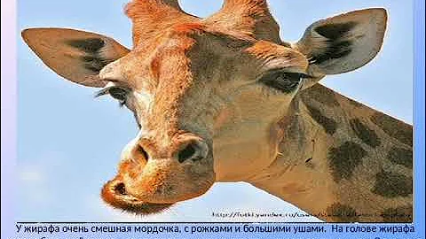 Кто выше жирафа
