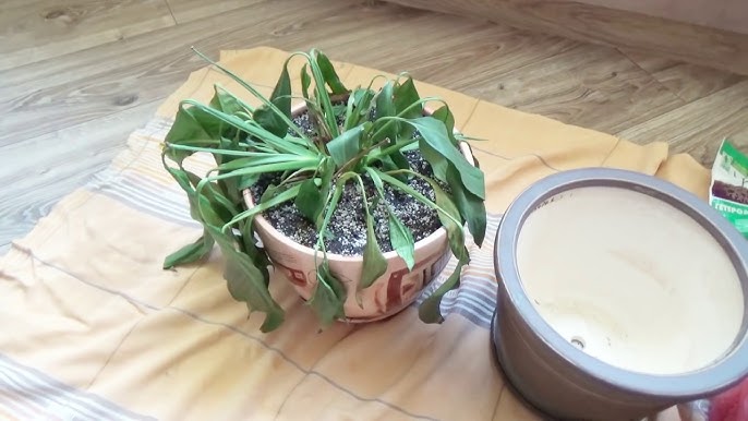 Qizlar külotlarni hidlaydilar Dan balan jinsiy aloqa kesish