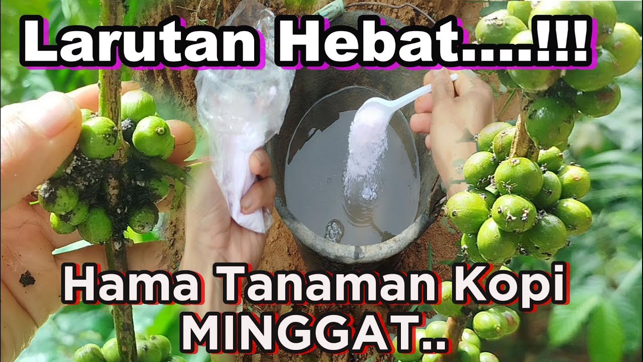 larutan hebat dan ampuh......   Untuk membasmi Hama Pada tanaman Kopi