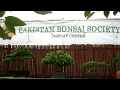 How to make juniper bonsai part 1 pakistan bonsai society