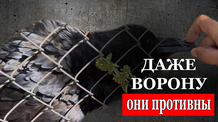 Даже ворону в "Тайгане" противна семейка Алексагиных, 18 июля