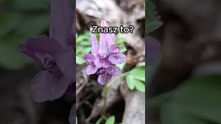 Duch lasu budzi ziemię 🌸