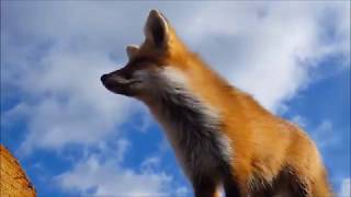 Fox | Cochrane Ontario | October 17, 2017