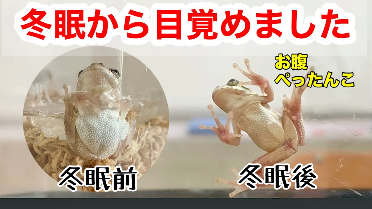 SUB｜149 冬眠から目覚めたアマガエル　A tree frog that woke up from hibernation