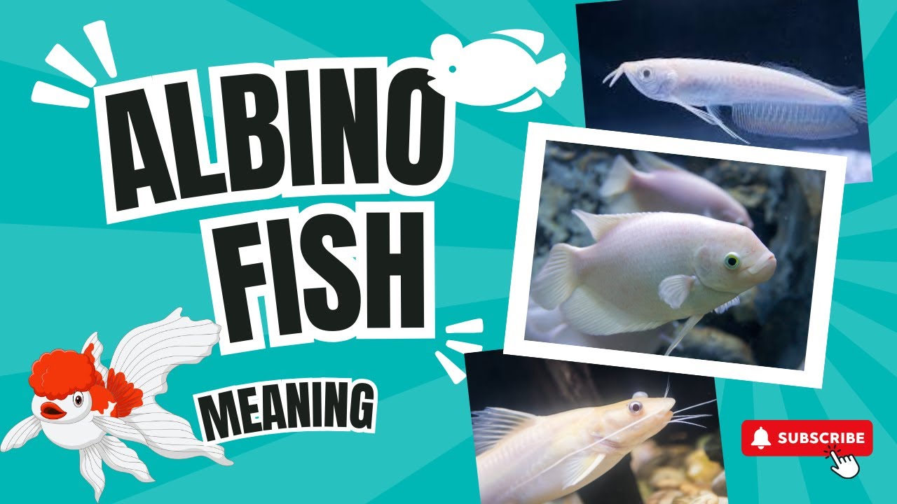 What is an Albino Fish? How it is developed? | Must Watch - YouTube