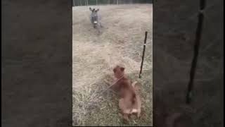 Donkey Laughs At Dog Getting Electrocuted by electric fence
