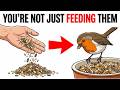 What Really Happens When You Feed Your Backyard Birds Every Day (Nobody Told You This)