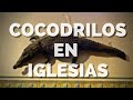 COCODRILOS EN IGLESIAS: La curiosa historia del caimán del Patriarca