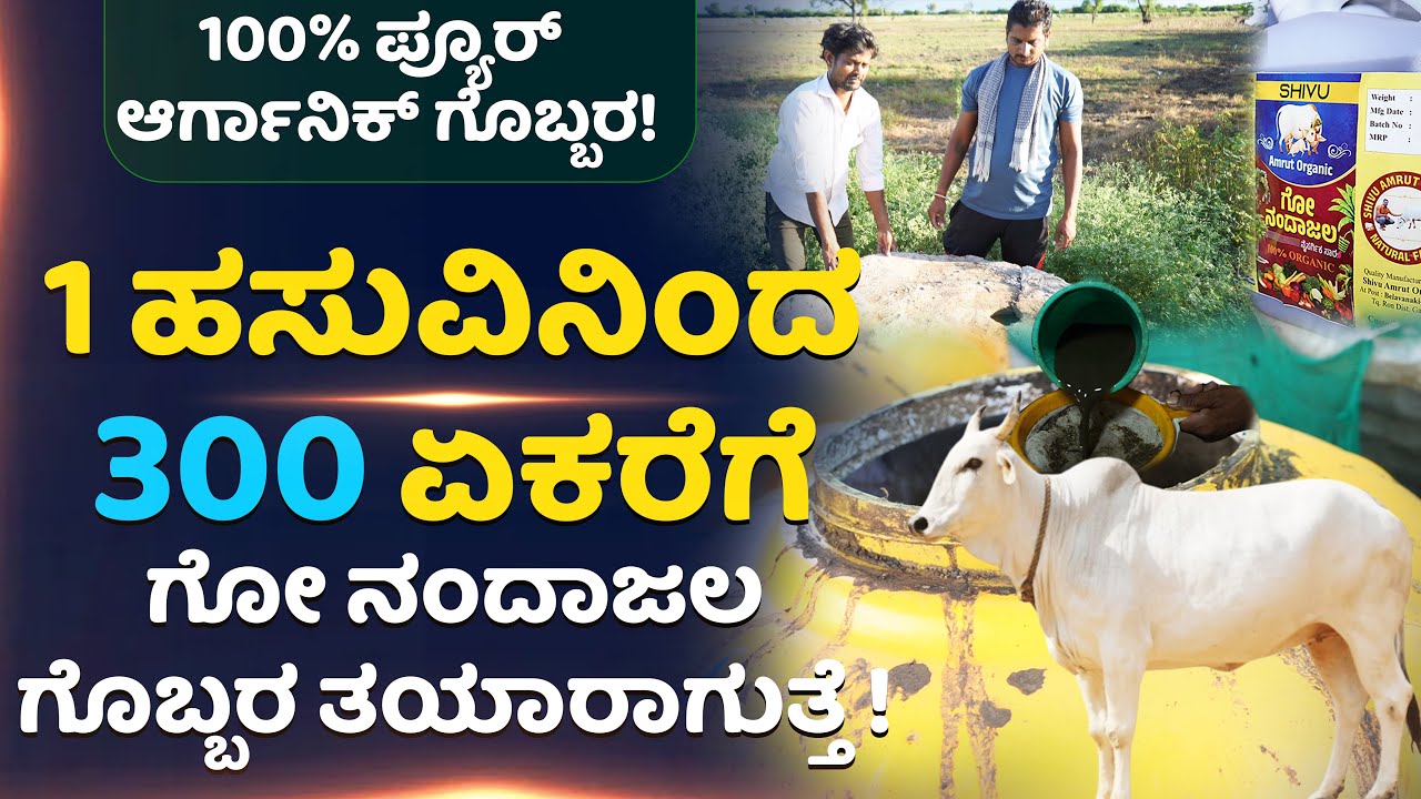 1 ಹಸಿವಿನಿಂದ 300ಏಕರೆಗೆ ಗೋ ನಂದಾಜಲ ಗೊಬ್ಬರ ತಯಾರಾಗುತ್ತೆ100%ಪ್ಯೂರ್ ಆರ್ಗಾನಿಕ್ ಗೋ ನಂದಾಜಲ ಗೊಬ್ಬರ#ಗೋ ನಂದಾಜಲ