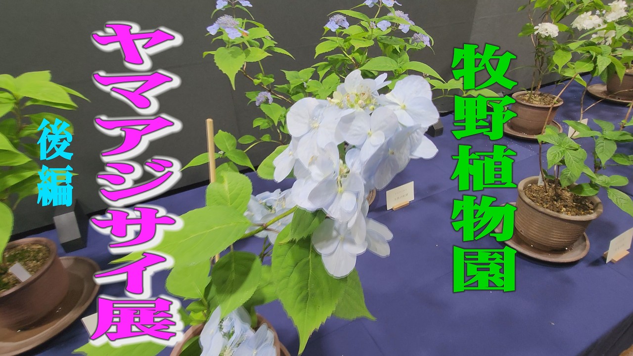 Exhibition of Hydrangea Serrata, Makino Botanical Garden 2026