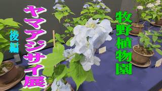 Exhibition of Hydrangea Serrata, Makino Botanical Garden 2026