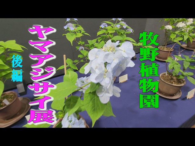 Exhibition of Hydrangea Serrata, Makino Botanical Garden 2026