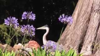 Great Blue Heron in San Fran (June 2013)