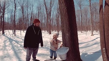 Maple Syrup: From the Tree to your Table
