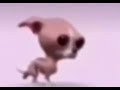 what da dog doin