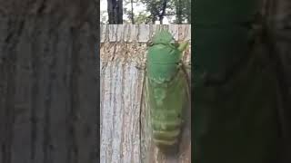 Download Lagu SUARA TONGERET DIGUNUNG SALAK2 #SHORTS MP3