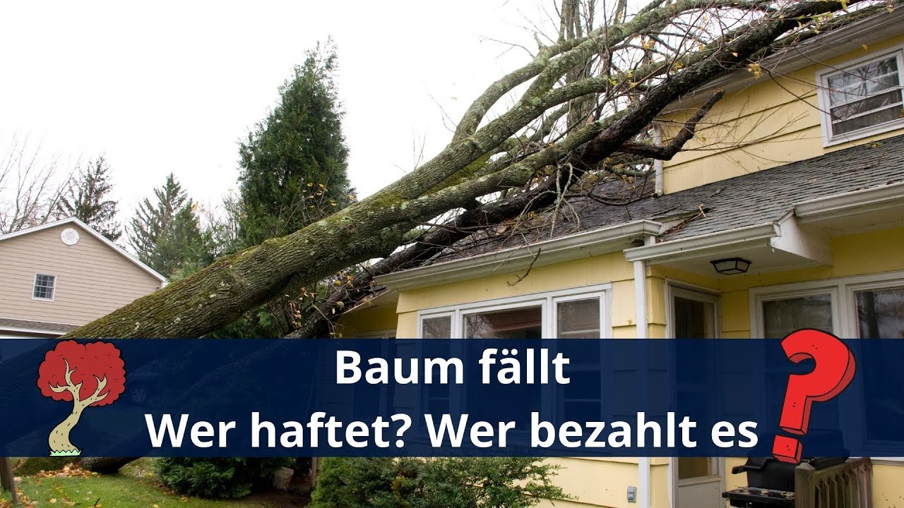New Baum stürzt auf das Haus des Nachbarn - wer bezahltes ?