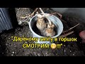 ГИППЕАСТРУМЫ. Покой: "полить нельзя сушить"??? Рассуждаем 🤔...(На примере)