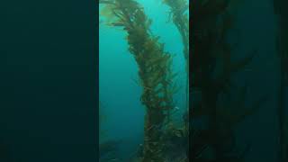Swimming through California kelp forests @UCLACollege