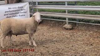 Lot 158 Felix 251149