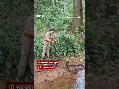 King Cobra: वन अधिकृतले समातिन् झन्डै ६ मिटर लामो राजगोमन- BBC Nepali Sewa