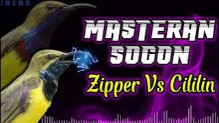 MASTERAN SOGON ZIPPER VS CILILIN #sogon #sogongacor #sogonngobra #sogonbahan