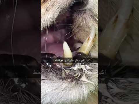 اكبر اسنان قط ممكن تشوفه عبونك 