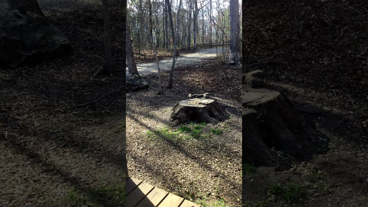 This Escalated Quickly 🐿️ LIVE Squirrel Cam Clip