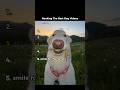 Ranking The Best Dog Videos #shorts